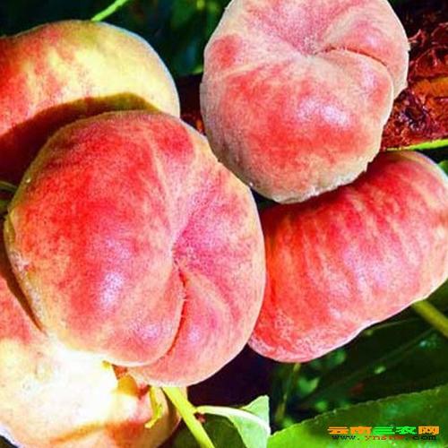 晚熟桃子品种图片大 - 水果 - 图库 - 云南鑫燎三农网