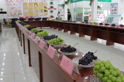 西安市鄠邑区举办2023陕西水果网络特色季西安市时令水果葡萄主题推介活动