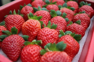 不限,价格,厂家,供应商,其他水果及制品,双流县黄龙溪百安草莓种植专业合作社 热卖促销